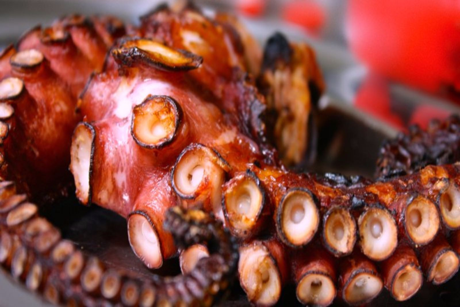 Grilled Octopus